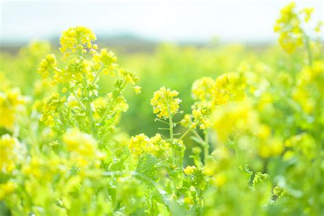 フリー写真 菜の花でアハ体験 Gahag 著作権フリー写真・イラスト素材集