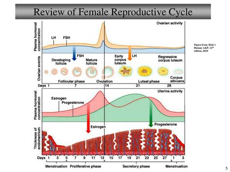 Ppt Chapter 25 Reproductive System Female Ii Lecture 23 Powerpoint Presentation Id5594154