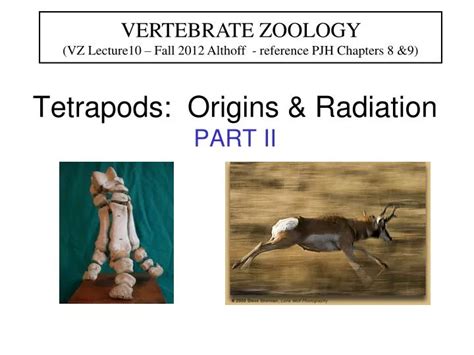 Ppt Tetrapods Origins And Radiation Part Ii Powerpoint Presentation Id 6827349