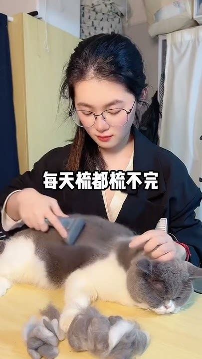 又到一年换毛季，一定要给猫咪排毛哦新手养猫 养猫经验分享 猫咪换毛季 猫奴十三 Youtube