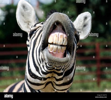 Zebra smile and teeth Stock Photo - Alamy