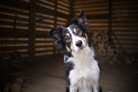 How Smart Is Your Dog Border Collies Star In New Dog Research