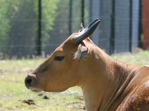 The Online Zoo - Banteng