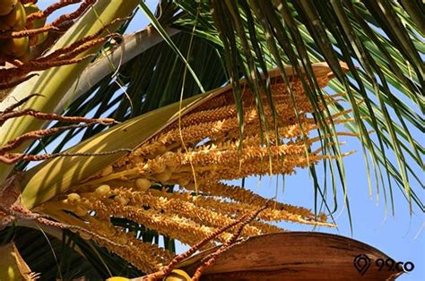 Ragam Manfaat Pohon Kelapa Bagi Manusia Dari Akar Hingga Daunnya