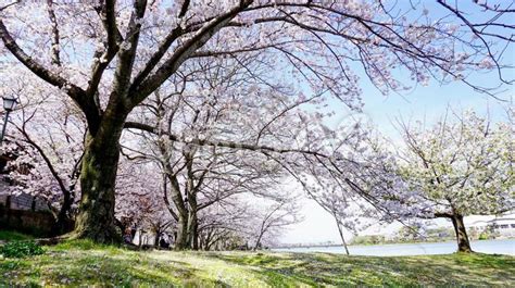 福岡県、駕与丁公園の満開の桜 No 5183593｜写真素材なら「写真ac」無料（フリー）ダウンロードok