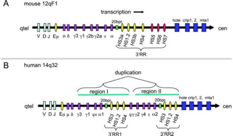 Figure 1 Position And Sequence Conservation In Amniota Of Polymorphic