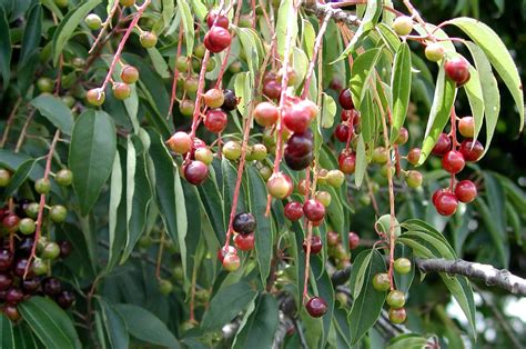 Free Capulin Cherries 2 Stock Photo