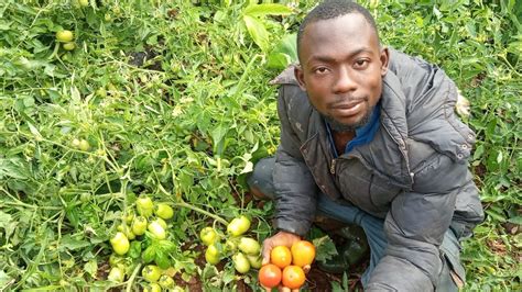 Comment produire les tomates en Afrique en système d irrigation goutte