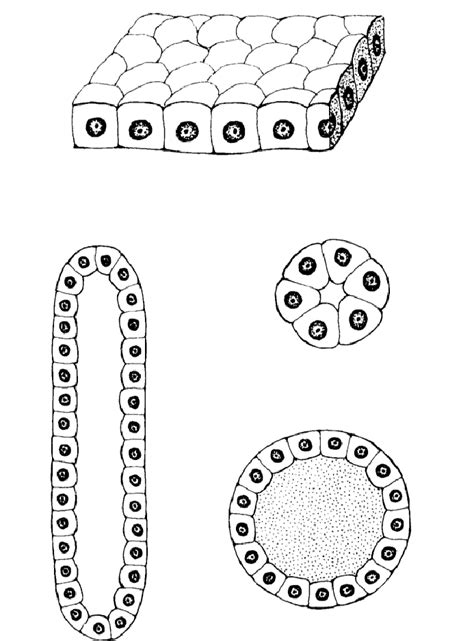 Simple Cuboidal Epithelium Lm Download Scientific Diagram