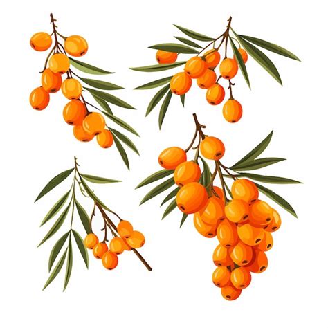 Premium Vector Sea Buckthorn Elements Leaves And Orange Berries