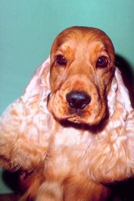 Do American Cocker Spaniel Bark A Lot