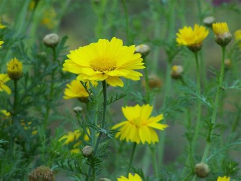 Free Images Nature Meadow Prairie Flower Herb Flora Wildflower