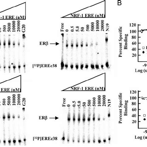 Er ␣ And Er ␤ Bind The Nrf 1 Ere With Reduced Affinity In Comparison