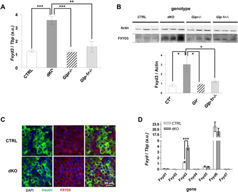 A Fxyd Mrna Level In Primary Islets From Control Ctrl Dko