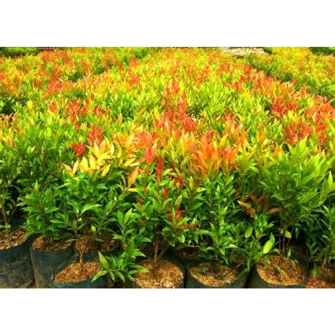 Jual Pucuk Merah Tanaman Hias Outdoor Taman Cantik Berdaun Merah Pucuk