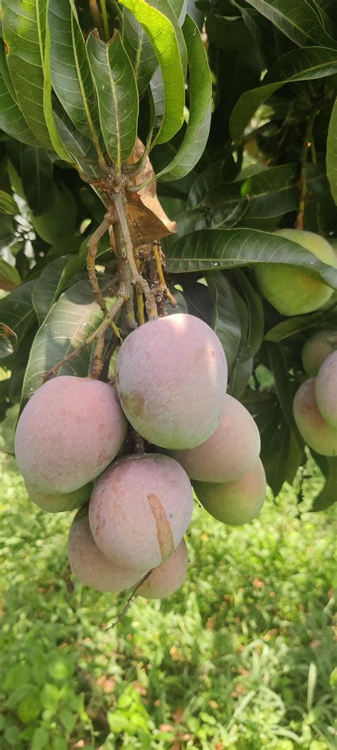 Where Can You Get Organic Mangoes In Tamil Nadu This Season Here Is