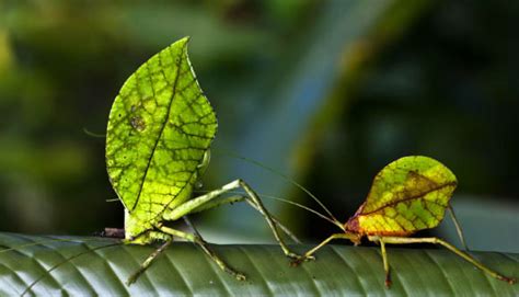 New Species Of Leaf Mimicking Insect Discovered In South America Biology Sci