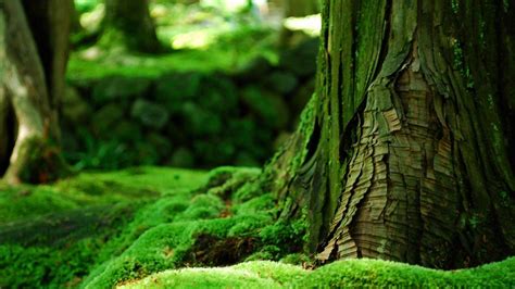 Green Nature Wallpapers Hd Wallpaper Cave