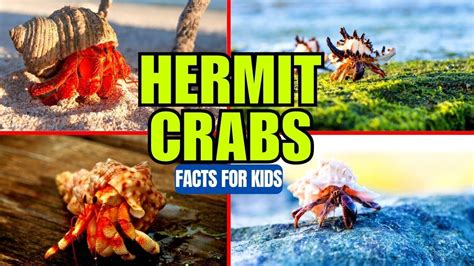 Hermit Crabs Facts For Kids Youtube