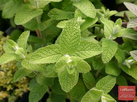 ⚕ Мята перечная (Mentha x piperita) — полезные и лечебные свойства ...