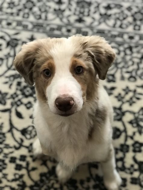 Paisley 2019 Mini Aussie 5 Month Olds Corgi