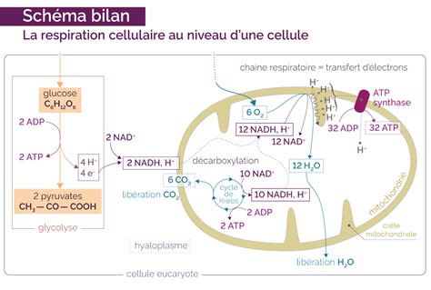 Latp Production Par Respiration Mymaxicours