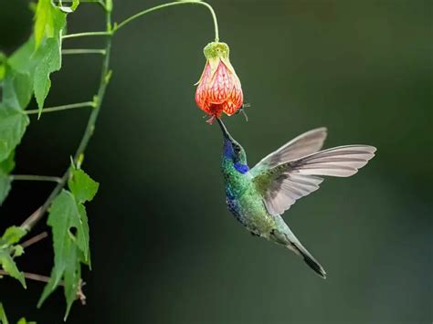 How To Attract Hummingbirds To Your Yard Plantglossary