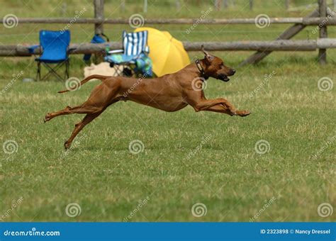 Rhodesian Ridgeback Stock Photography 2323898