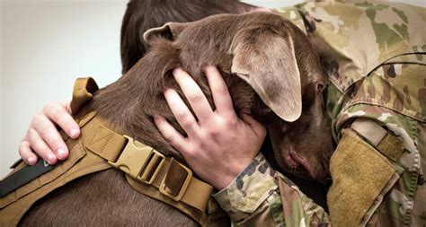 Military Working Dogs What You Need To Know About These Courageous