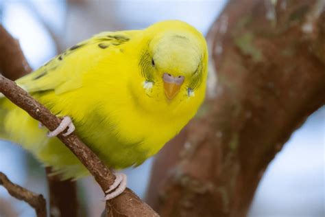 The Complete Rainbow Lorikeet Diet Guide - petrestart.com