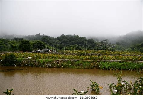 Calla Lily Farm Jhuzihutaiwan Stock Photo 1112603060 Shutterstock