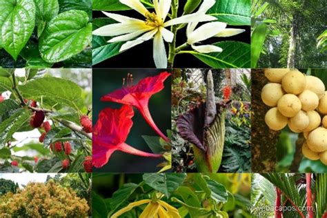 10 Flora Identitas Provinsi Di Pulau Sumatera Baca Pos