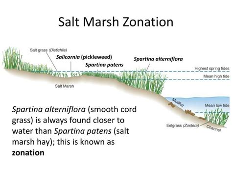 PPT - Salt Marsh Ecology PowerPoint Presentation - ID:2327716