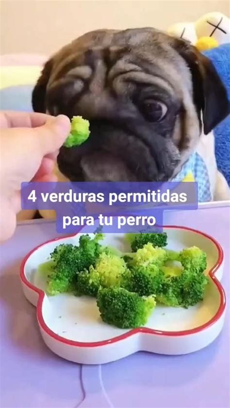 4 Verduras Que Tu Perro Necesita Y No SabÍas Video Recetas De