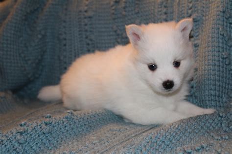 Pomsky Puppies For Sale September 2016 Pomsky Pals