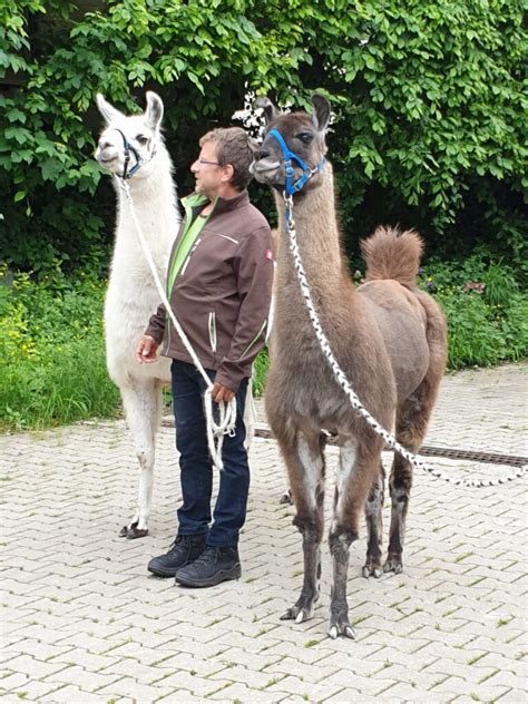 Gemütliche Auszeit auf der Lamaweide Weldenerhof