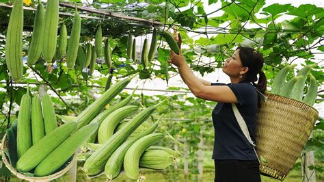 Harvesting Melon Fruit Garden Goes To The Market Sell Gardening