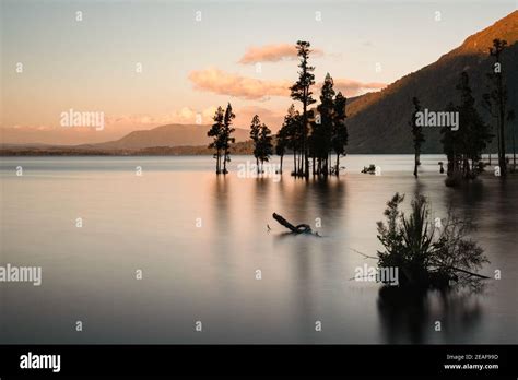 Long Exposure Image Of Kahikatea Trees Growing In The Shallows Of Lake