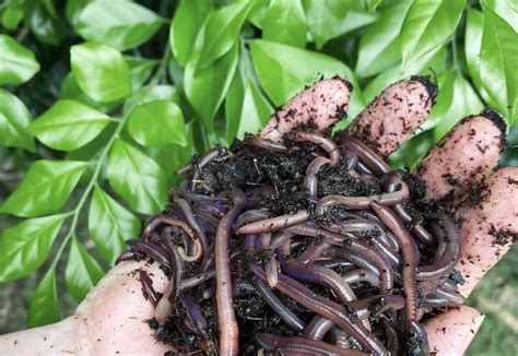 Top 5 Worms In Houseplants What You Need To Know In Year Gardening