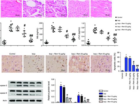 Effect Of Cardiac Pathological And Myocardial Apoptosis After Treatment