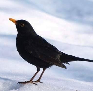 Giorni Della Merla Quando Sono E Perch Si Chiamano Cos Cuneo