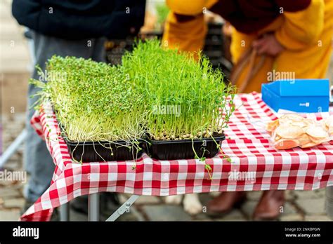 Mustard Seed Germination Hi Res Stock Photography And Images Alamy