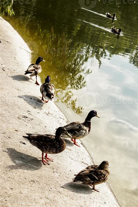 Una Bandada De Patos Salvajes En La Orilla De Un Estanque En El Parque