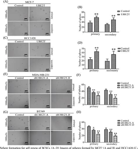 Figure 4 From Ube2t Mediates The Stemness Properties Of Breast Cancer Cells Through The Mtor