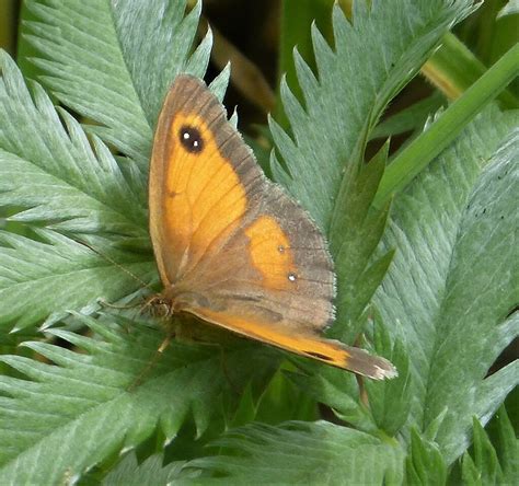 Gatekeeper WWT Tiddesley Wood Worcs Gailhampshire Flickr