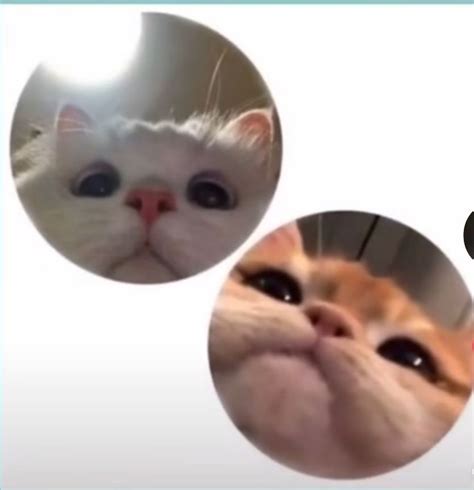 Two Pictures Of Cats With Different Facial Expressions On Them One Is