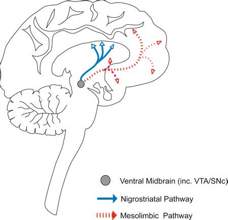 Dopamine Pathways Diagram