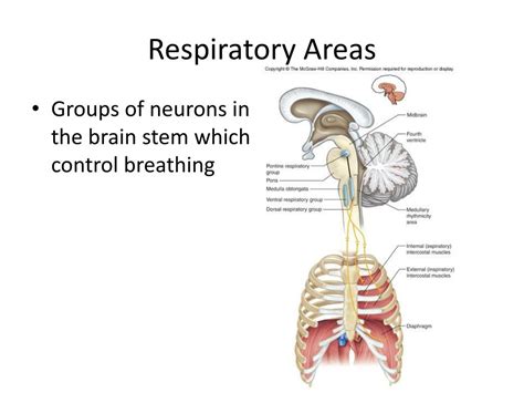 PPT - Respiratory System PowerPoint Presentation, free download - ID ...