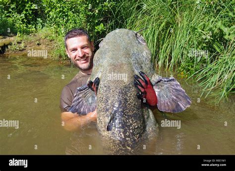 Fisherman Holding A Giant Catfish Catch Of Fish Freshwater Fishing