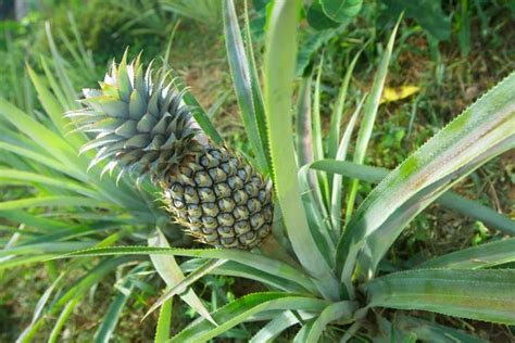 Pineapple Plant Stock Photos Royalty Free Pineapple Plant Images